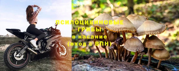 PSILOCYBIN Гусиноозёрск