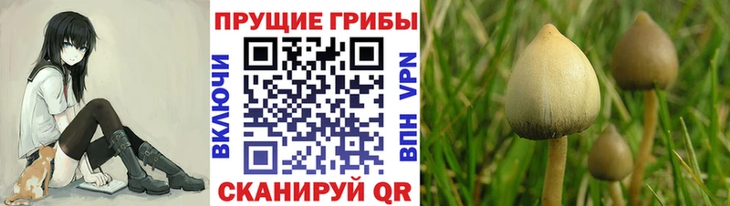 Псилоцибиновые грибы Cubensis  blacksprut как войти  Кушва  цена  